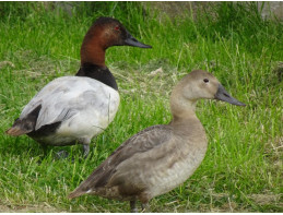 Blonde Canvasback Pochard